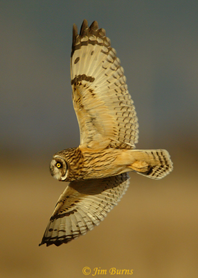 Short-eared Owl, coursing grassland