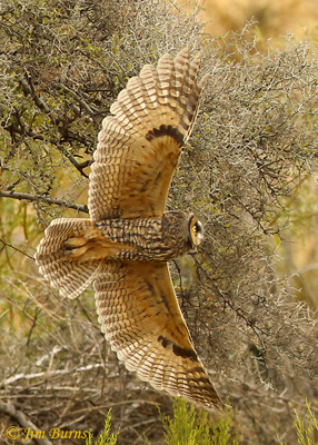 Long-eared Owl coming out of mesquite