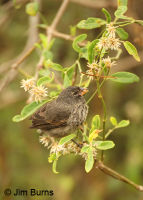 Medium Ground-Finch female with seed