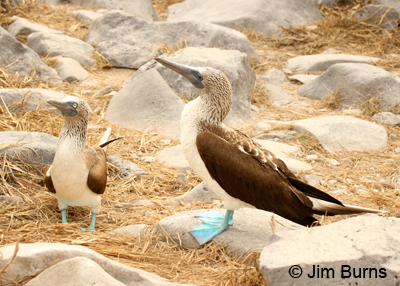 Blue-footed Booby pair (male left, female right)