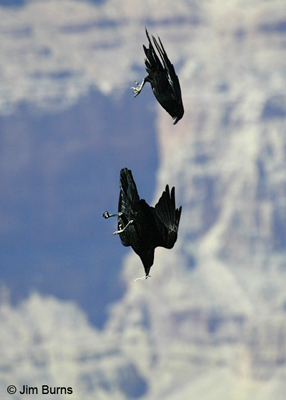 Ravens at play