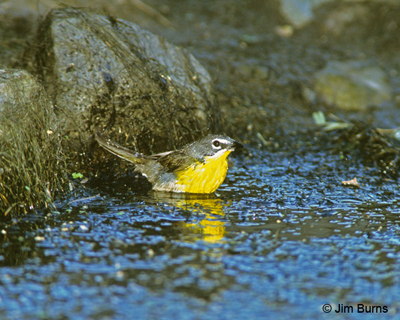 Yellow-breasted Chat bathing