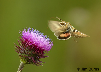 White-lined Sphinx Moth at Thistle