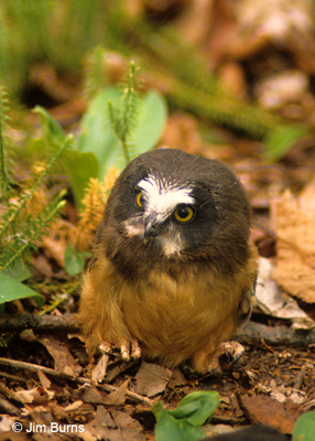 Northern Saw-whet Owl immature