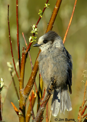 Gray Jay, losing ground to global warming