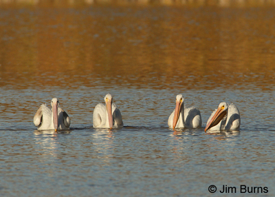 American White Pelican group herding fish