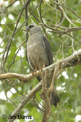 Mississippi Kite with Cicada