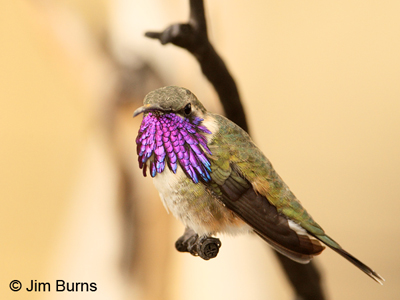 Lucifer Hummingbird male