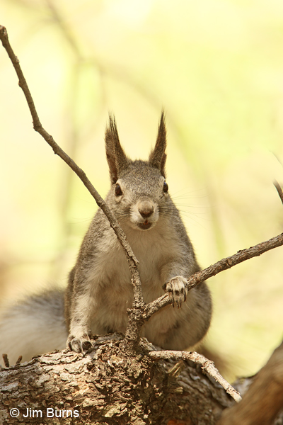 Abert's Squirrel showing ear tassels