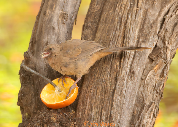 Abert's Towhee fledgling on orange--8236