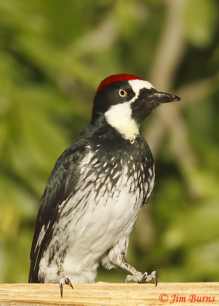 Acorn Woodpecker male--7102