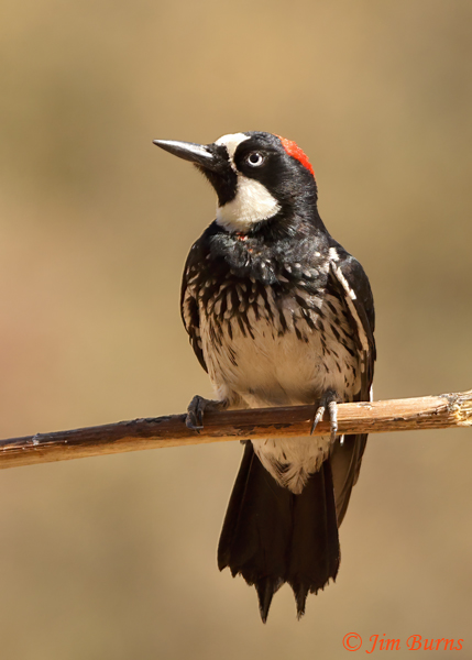 Acorn Woodpecker female--6251