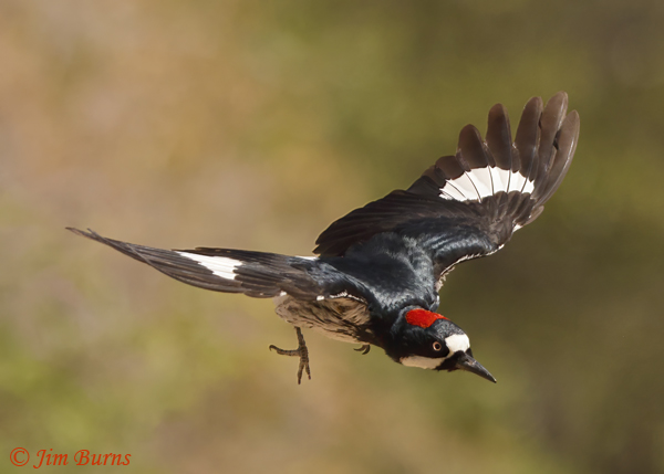 Acorn Woodpecker female in flight--6265