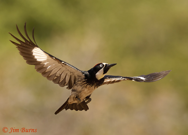 Acorn Woodpecker male in flight #2--6339