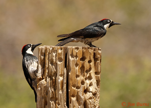 Acorn Woodpecker pair, female on left--6354