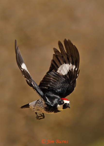Acorn Woodpecker male in flight--6388