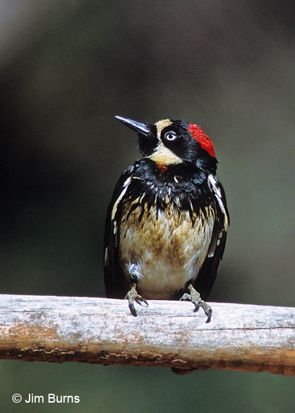 Acorn Woodpecker juvenile female