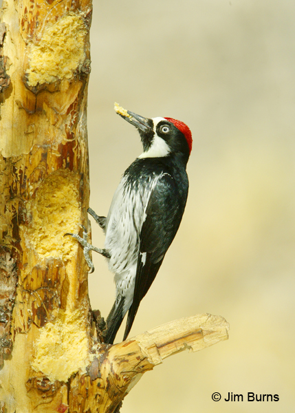 Acorn Woodpecker male at peanut butter snag