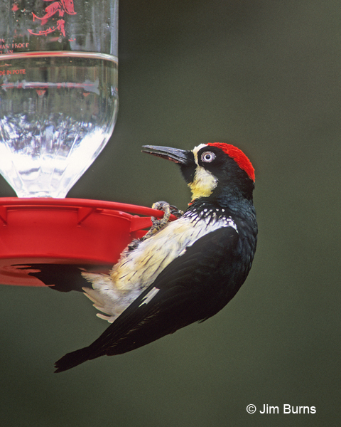Acorn Woodpecker male on hummingbird feeder