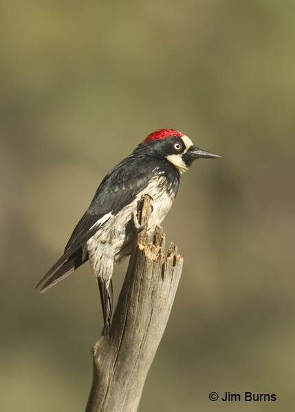 Acorn Woodpecker male on snag