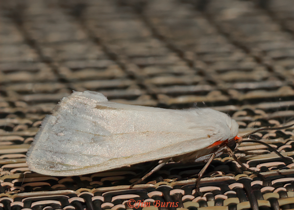 Agylla septentrionalis, Arizona--0225