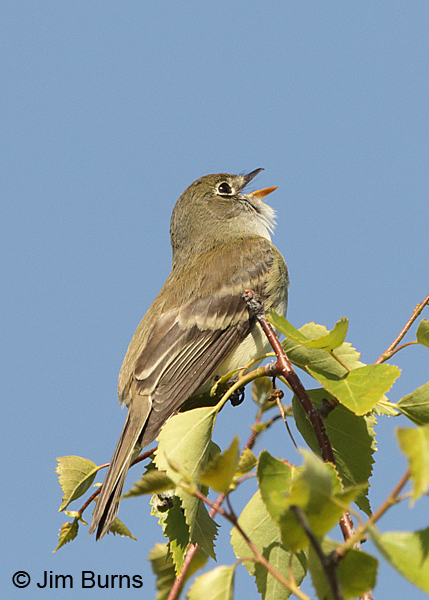 Alder Flycatcher singing