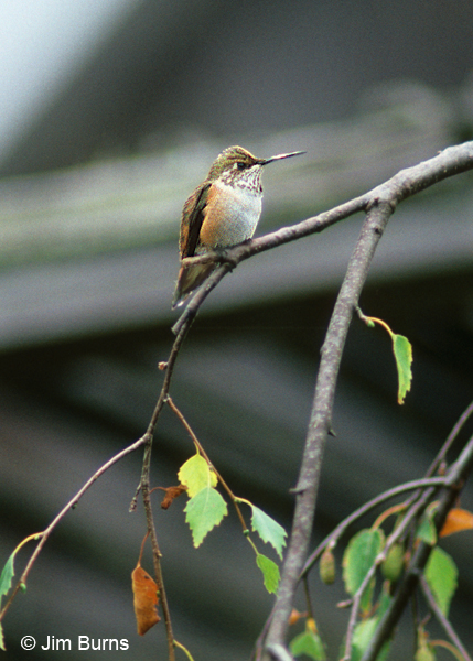 Allen's Hummingbird female