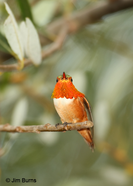Allen's Hummingbird male sun on gorget