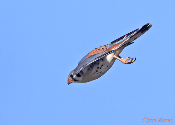 American Kestrel male in flight diving #2--9055