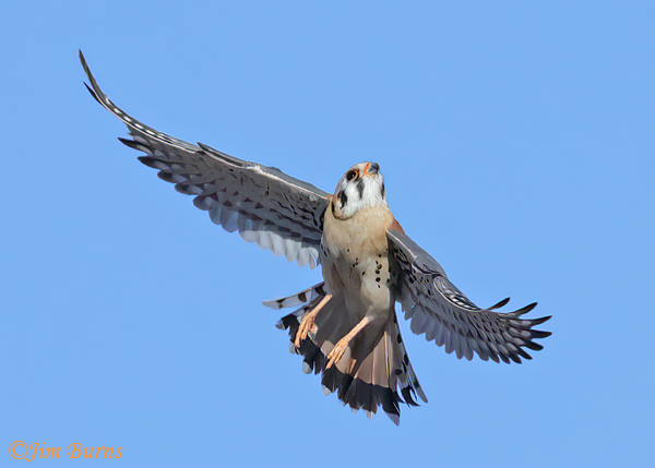 American Kestrel male in flight looking up--9089