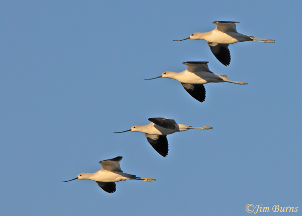 American Avocets, flock in flight--4526