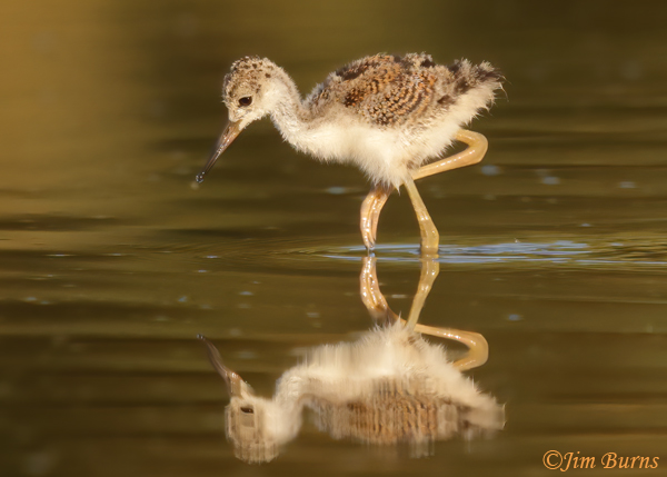 American Avocet fledgling, second day--7200