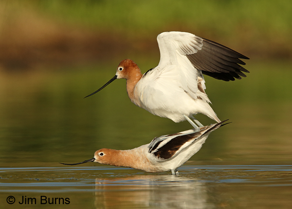 American Avocets copulating, the cloacal kiss