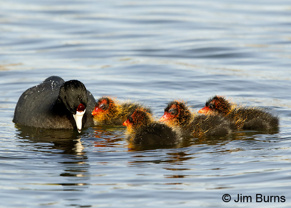 American Coot fledglings staying close