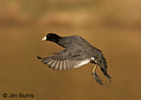 American Coot dorsal wing