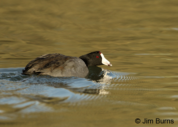 American Coot on a mission