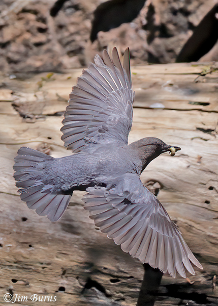 American Dipper adult in flight with aquatic worm--7436