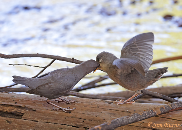 American Dipper stuffing aquatic insects all the way down into fledgling--7543