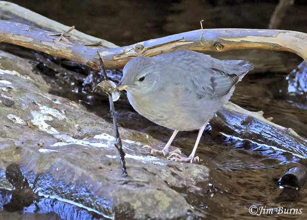 American Dipper fledgling discovering his own aquatic insect protein--7571