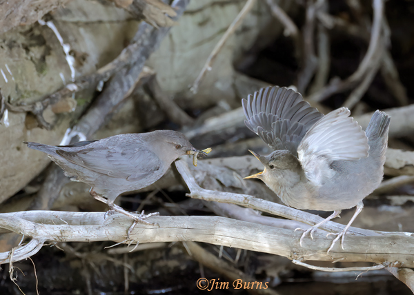 American Dipper parent with aquatic insects for fledgling #3--8082