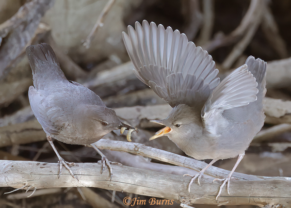 American Dipper parent with aquatic insects for fledgling--8101