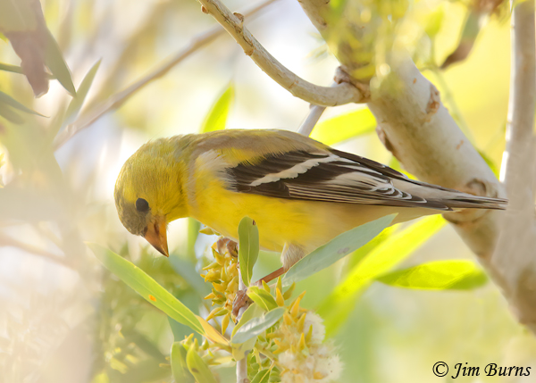 American Goldfinch female feeding in Willow catkins--8623