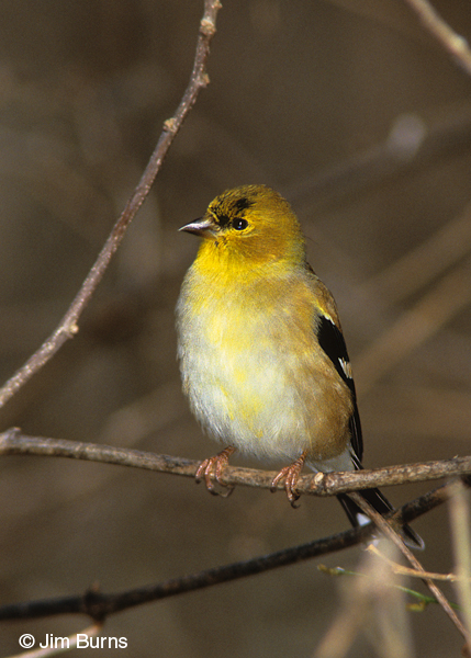 American Goldfinch male non-breeding 