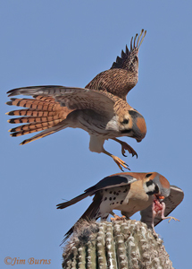 Food Fight
