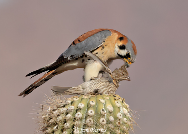 American Kestrel male with captured House Finch--1011