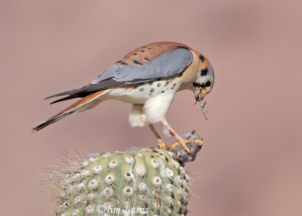 American Kestrel male with drumstick--1999