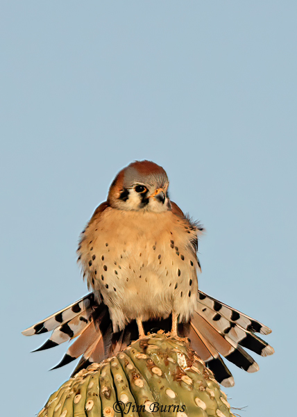 American Kestrel tail spread--6253