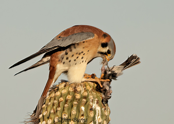 American Kestrel plucking Northern Mockingbird--6840