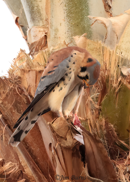 American Kestrel male plucking prey in date palm #5--9378