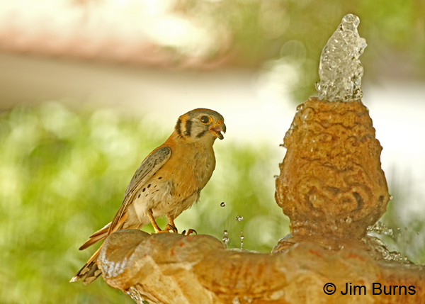American Kestrel adult male drinking at fountain